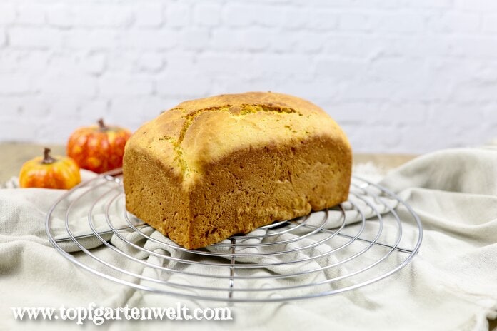 Ein süßes Kürbisbrot mit Trockenhefe wurde zum Auskühlen auf einem Gitter platziert. Im Hintergrund sind kleine Zierkürbisse zu sehen.