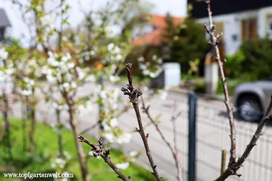Kirschbaum | Apfelbaum treibt nicht aus - was ist die Ursache - Gartenblog Topfgartenwelt