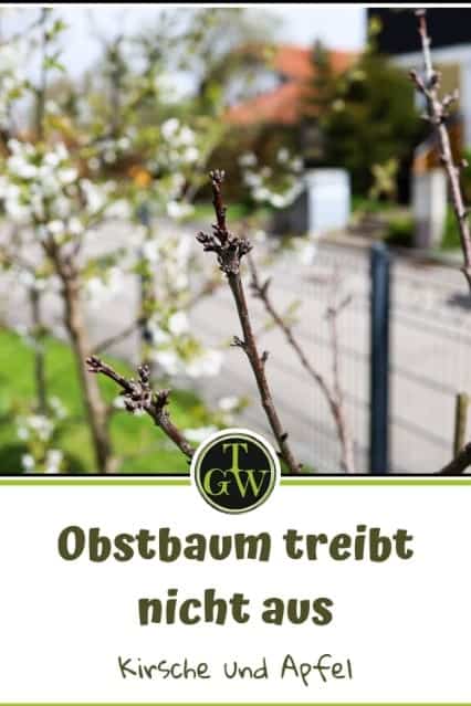 Kirschbaum | Apfelbaum treibt nicht aus - Pinterest - Gartenblog Topfgartenwelt