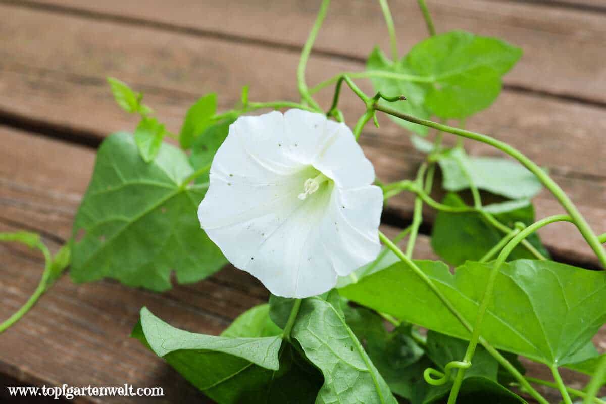 lange weiße Wurzeln in der Erde - Zaunwinde bekämpfen - Gartenblog Topfgartenwelt