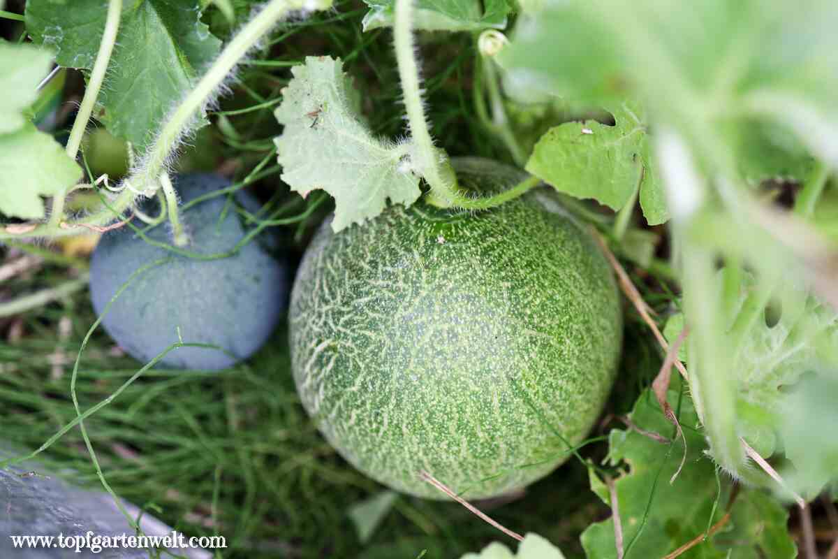 Melonen anbauen im Garten - Gartenblog Topfgartenwelt