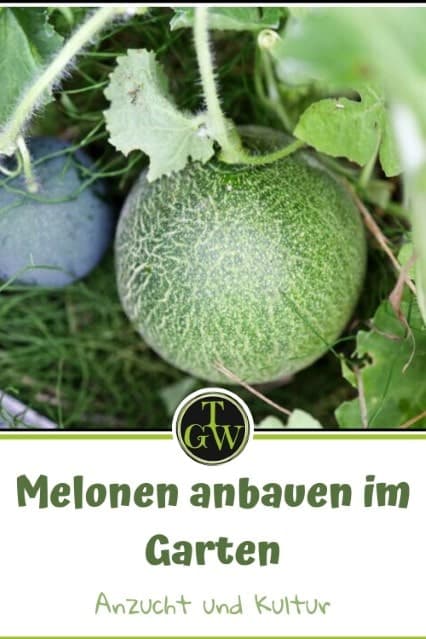 Melonen anbauen - Pinterest - Gartenblog Topfgartenwelt