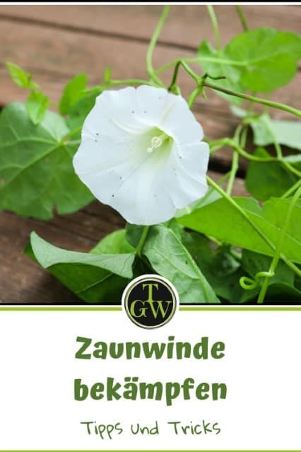 Zaunwinde bekämpfen - Pinterest - Gartenblog Topfgartenwelt