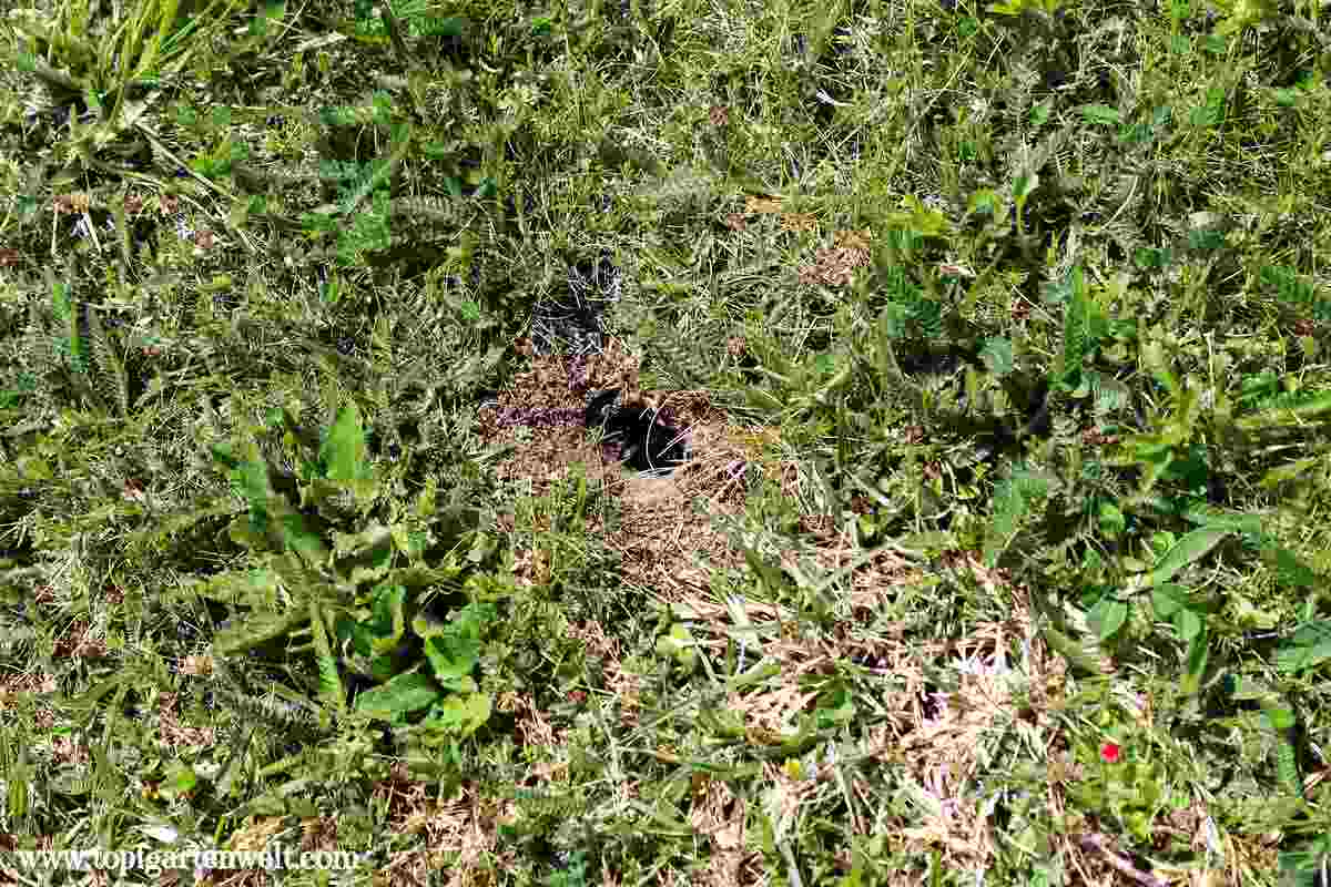 Löcher im Rasen - Maulwurfsgrille bekämpfen - Feldgrille im Garten - Spitzmaus- Gartenblog Topfgartenwelt