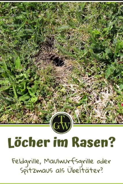 Löcher im Rasen - Pinterest - Gartenblog Topfgartenwelt