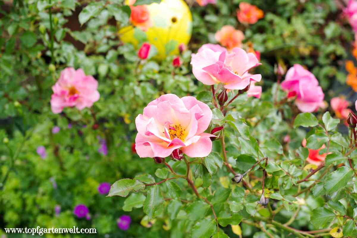 robuste dauerblühende Rosen für den Garten - Gartenblog Topfgartenwelt