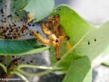Birnengespinstblattwespe | gelbe Raupen mit schwarzen Kopf | Gespinste im Birnbaum - Gartenblog Topfgartenwelt