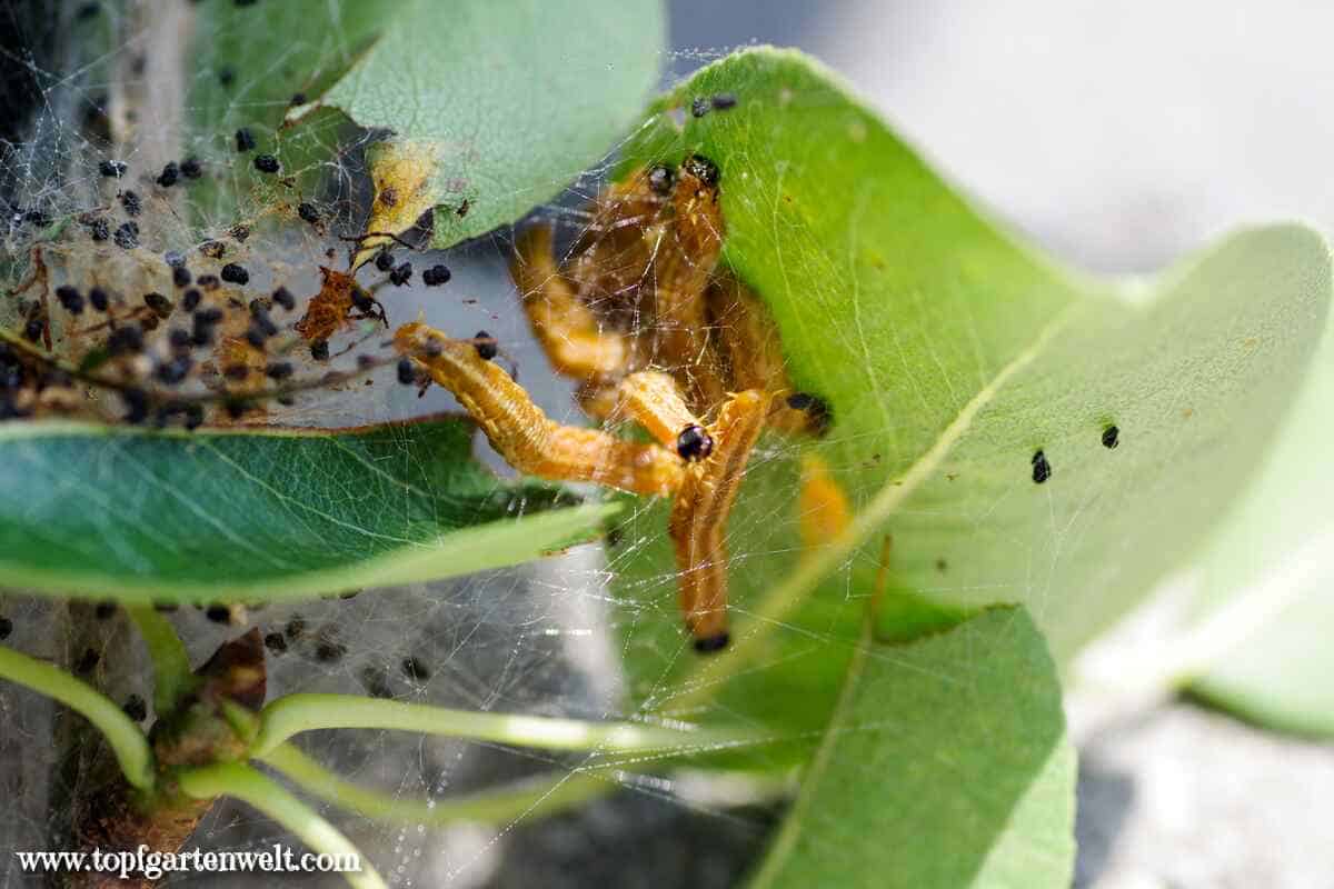 Birnengespinstblattwespe | gelbe Raupen mit schwarzen Kopf | Gespinste im Birnbaum - Gartenblog Topfgartenwelt
