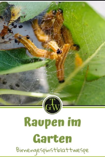 Birnengespinstblattwespe - Pinterest - Gartenblog Topfgartenwelt
