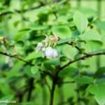 Heidelbeere blüht nicht und trägt keine Früchte | Moorbeet anlegen - Gartenblog Topfgartenwelt