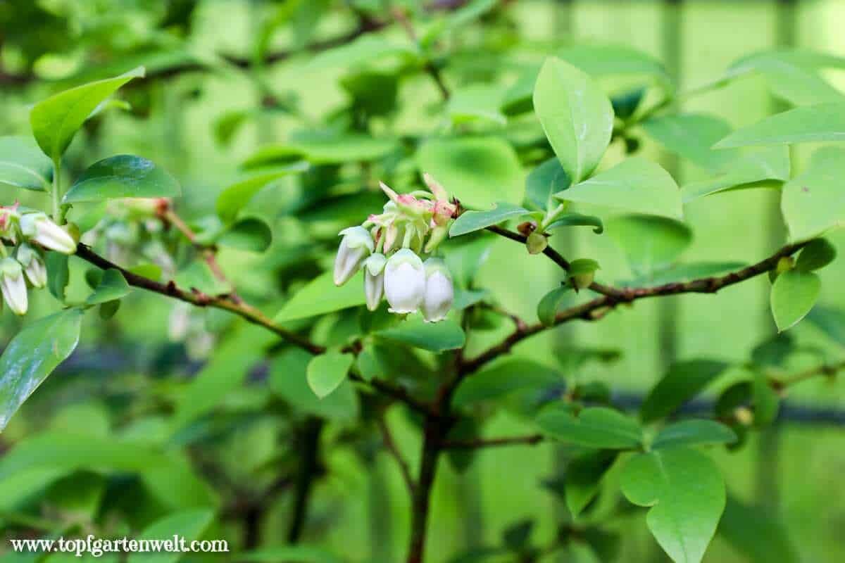 Heidelbeere blüht nicht und trägt keine Früchte | Moorbeet anlegen - Gartenblog Topfgartenwelt