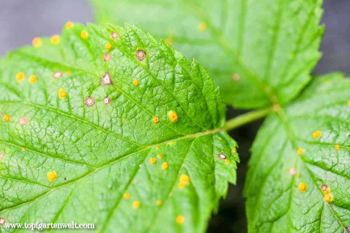 Himbeerrost - orange Punkte auf Himbeerblättern - Gartenblog Topfgartenwelt
