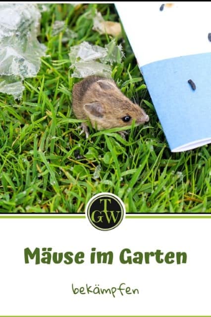 Mäuse im Garten bekämpfen - Pinterest - Gartenblog Topfgartenwelt