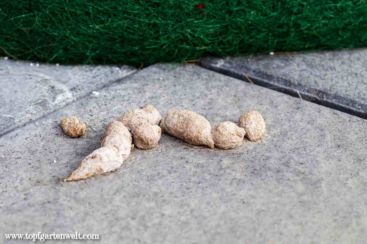 Gartenblog Topfgartenwelt Katzenkot: auf dem Gehweg