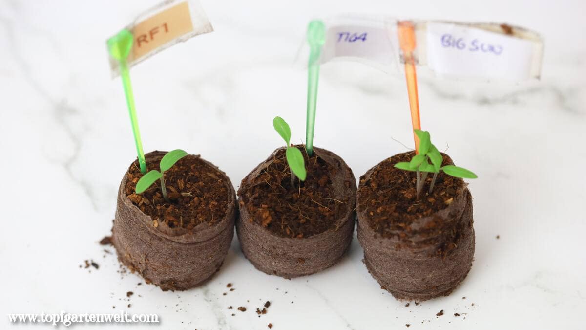 Tomaten selber ziehen in Kokosquelltabs, zu sehen sind drei Keimlinge