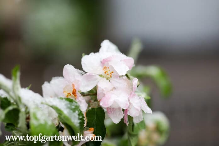 Verschneite Apfelblüte im April 2024.