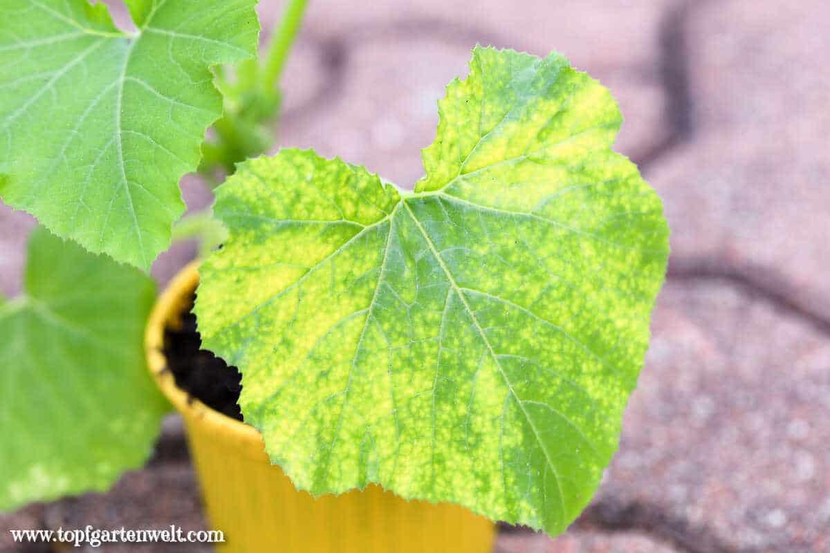 Gelbmosaikvirus verursacht auf den Blättern von Zucchini und Kürbis gelbe Flecken und Punkte, die wie ein Mosaik aussehen. - Gartenblog Topfgartenwelt