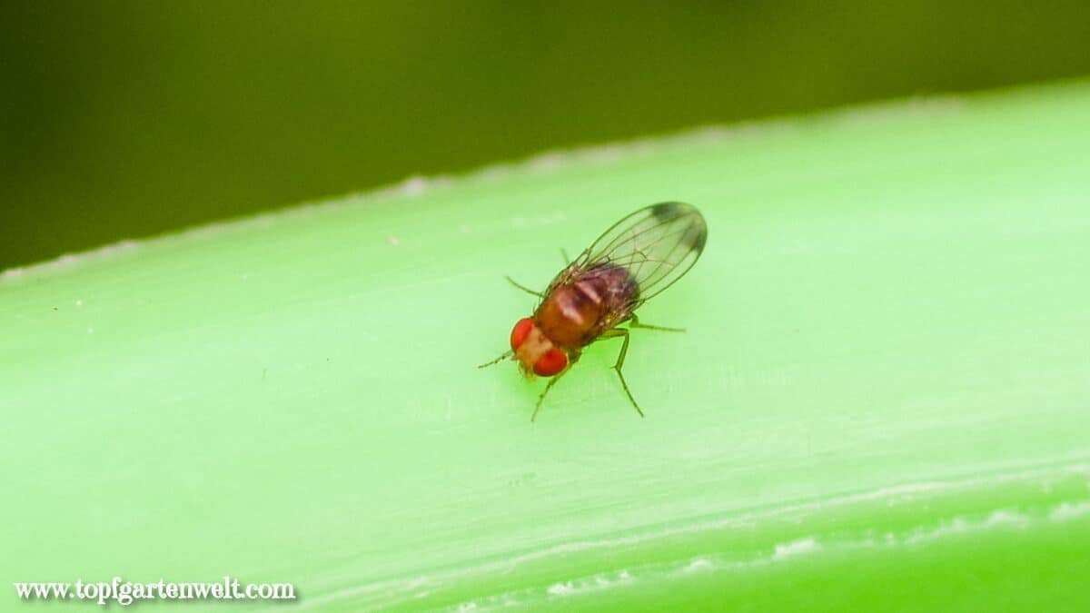 Kirschessigfliege bekämpfen, rote Fliege an Brombeeren, Himbeeren, Holunder, Kirschen, Gestank nach Essig - Gartenblog Topfgartenwelt