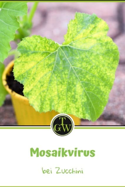 Mosaikvirus - Pinterest - Gartenblog Topfgartenwelt