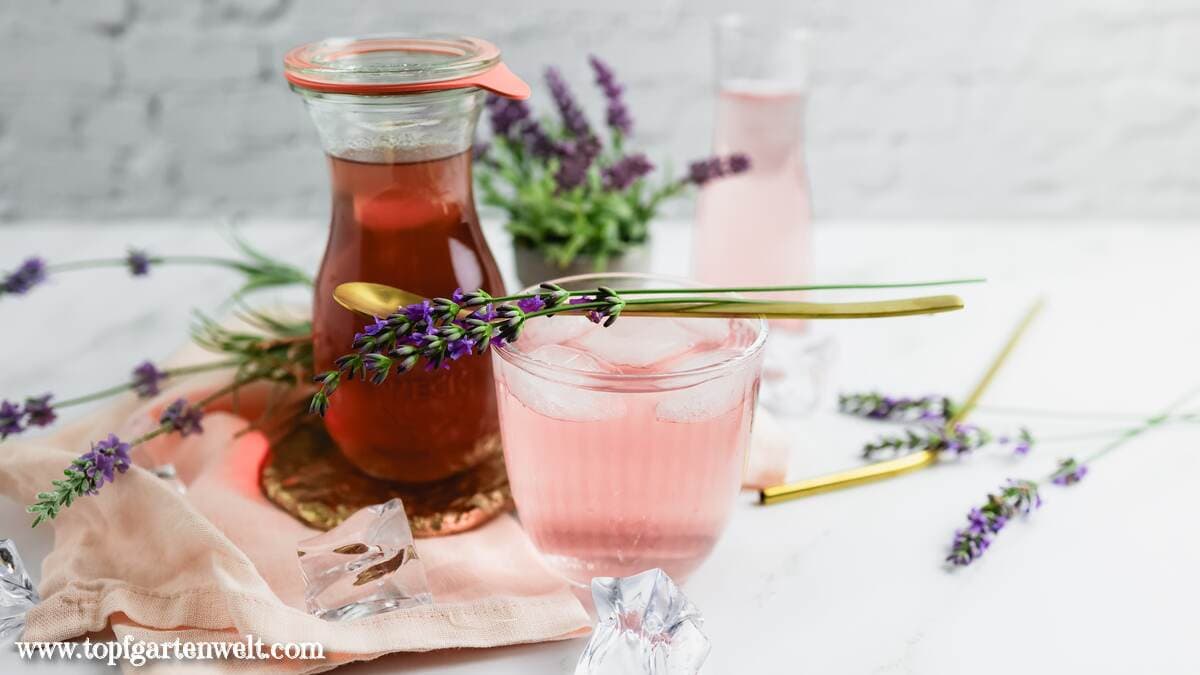 Lavendelsirup selber machen - Foodblog Topfgartenwelt