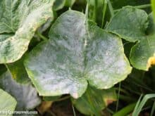 Mehltau bekämpfen an Zucchini, Gurken und Kürbis - Gartenblog Topfgartenwelt