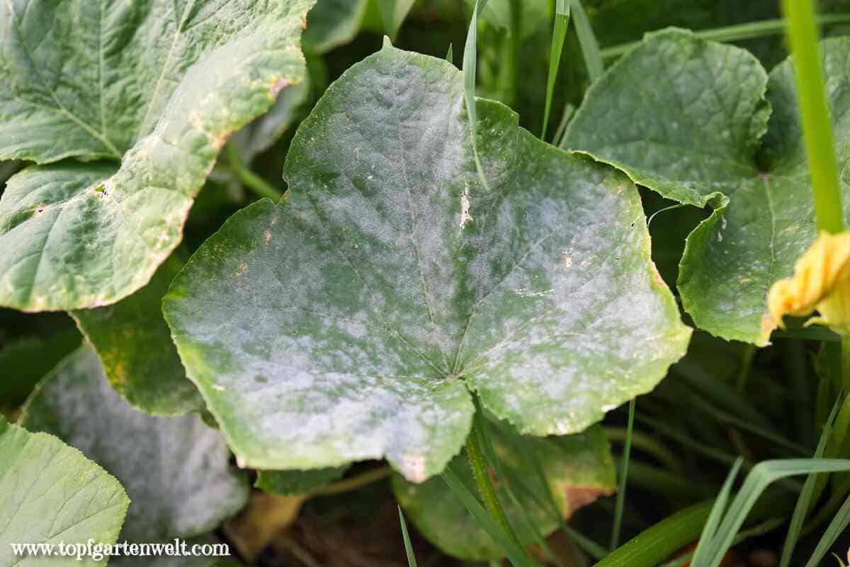 Mehltau bekämpfen an Zucchini, Gurken und Kürbis - Gartenblog Topfgartenwelt