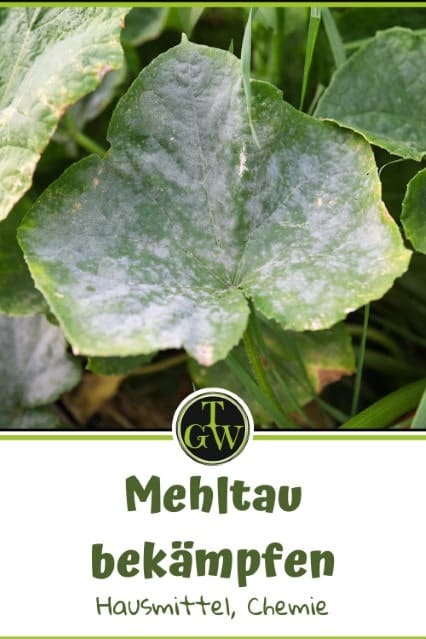 Mehltau bekämpfen - Pinterest - Gartenblog Topfgartenwelt