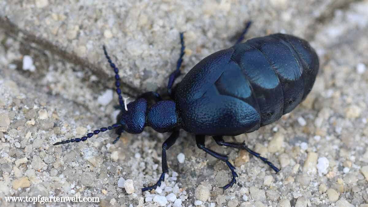 Ölkäfer Weibchen mit dicken Hinterlaib krabbelt auf einem Pflasterstein herum.