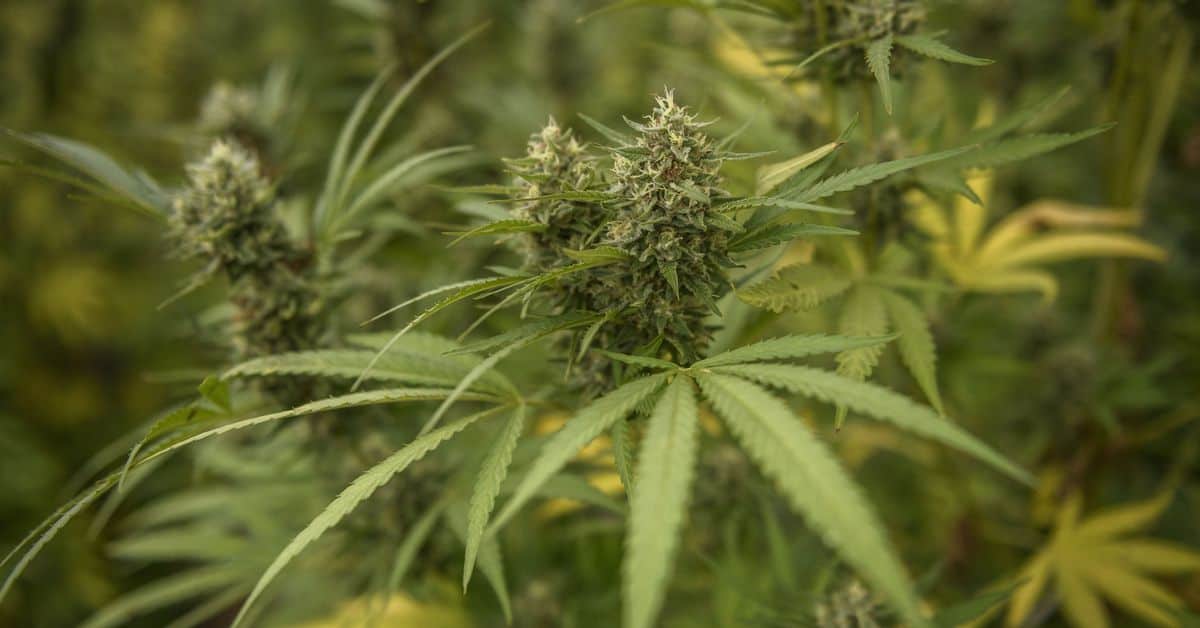 The US House of Representatives has voted to decriminalize marijuana