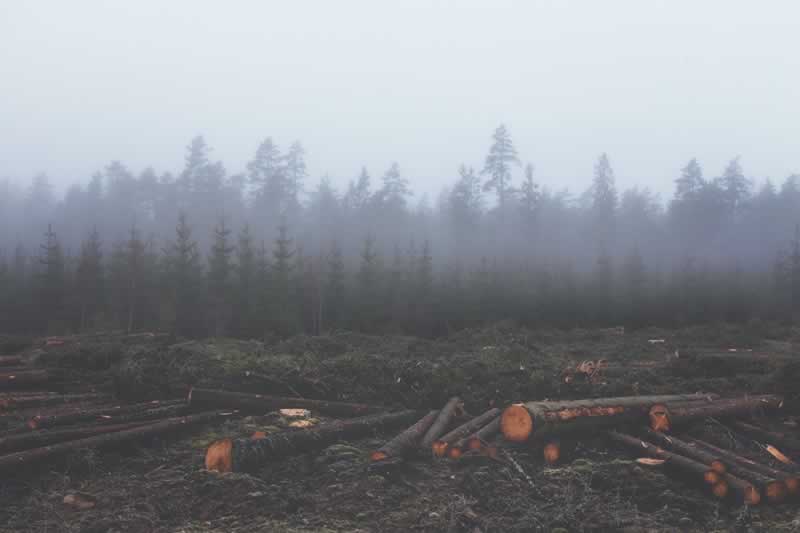 Felled trees on the ground slated for milling