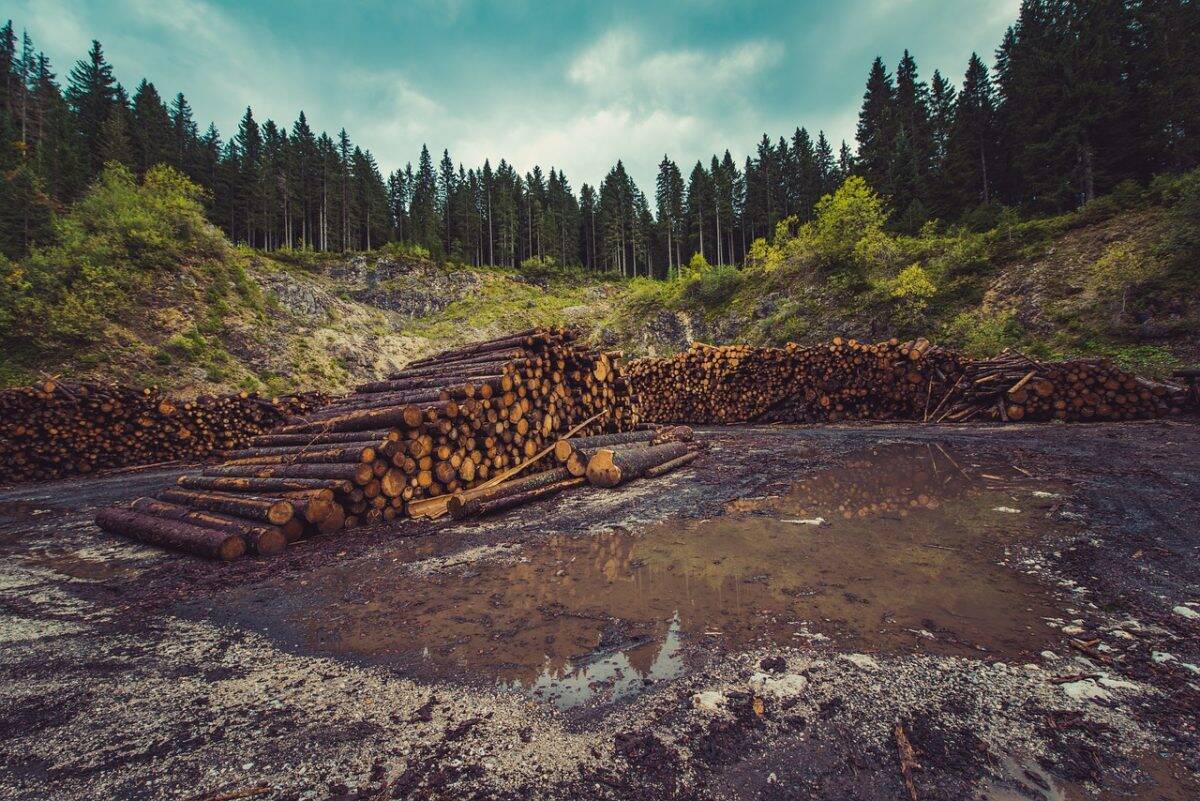 Deforestation Logs Global Warming