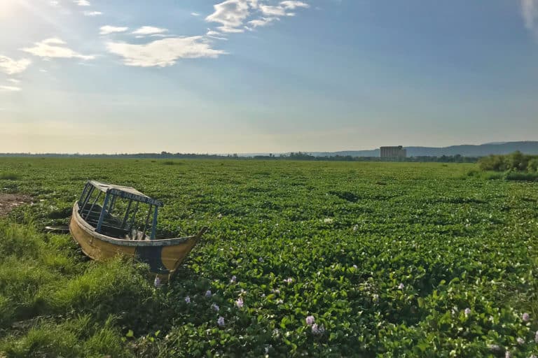 Boat Trapped By Hyacinth Lake Victoria