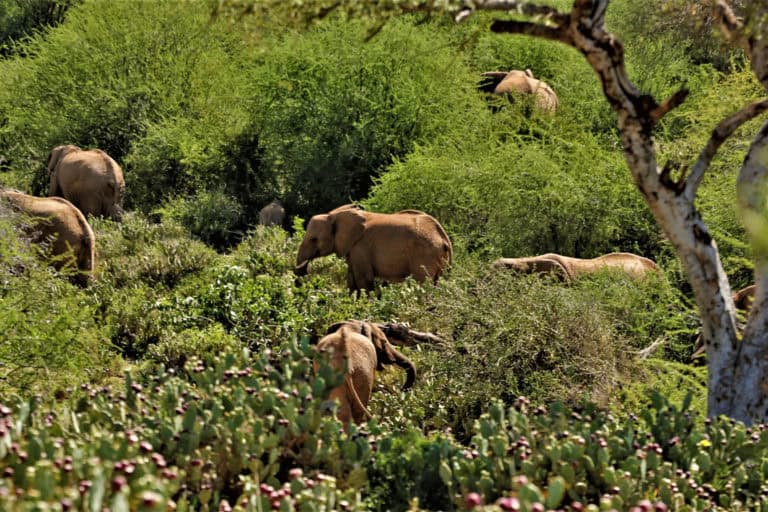 Elephants Kenya Invasive Plants