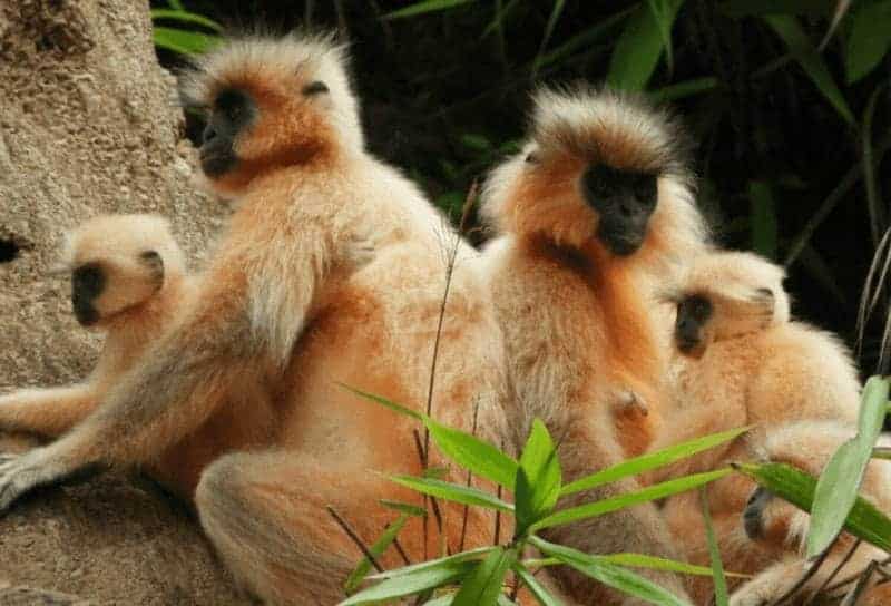 Bhutan is home to around 2,500 golden langurs, which face myriad threats.