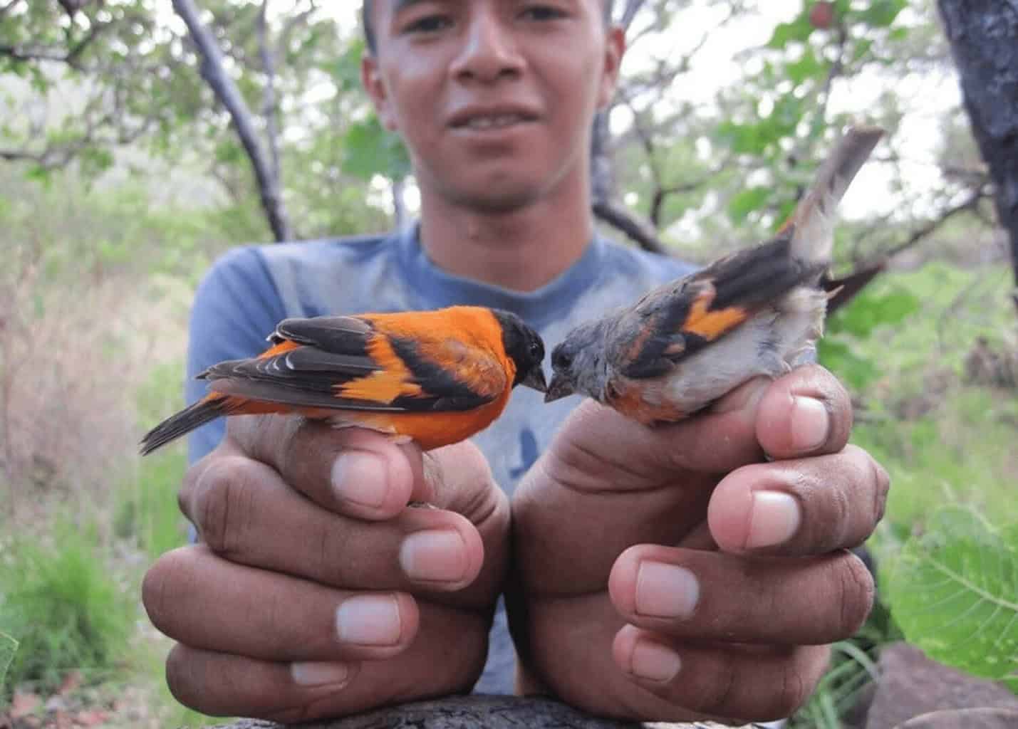 A man holding two birds known as the red siskin