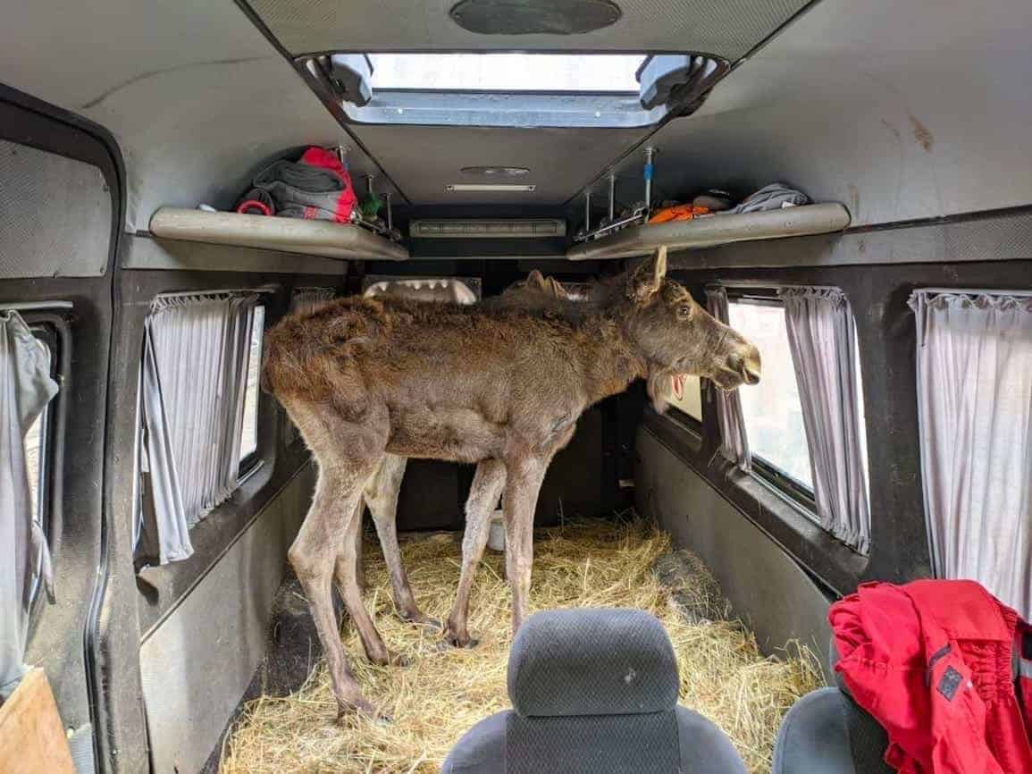 Zoo in ukrane a moose in a trailer with hay on the floor