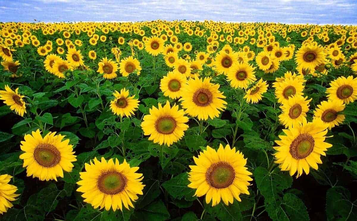 Reinvigorating polluted lands a field of sunflowers