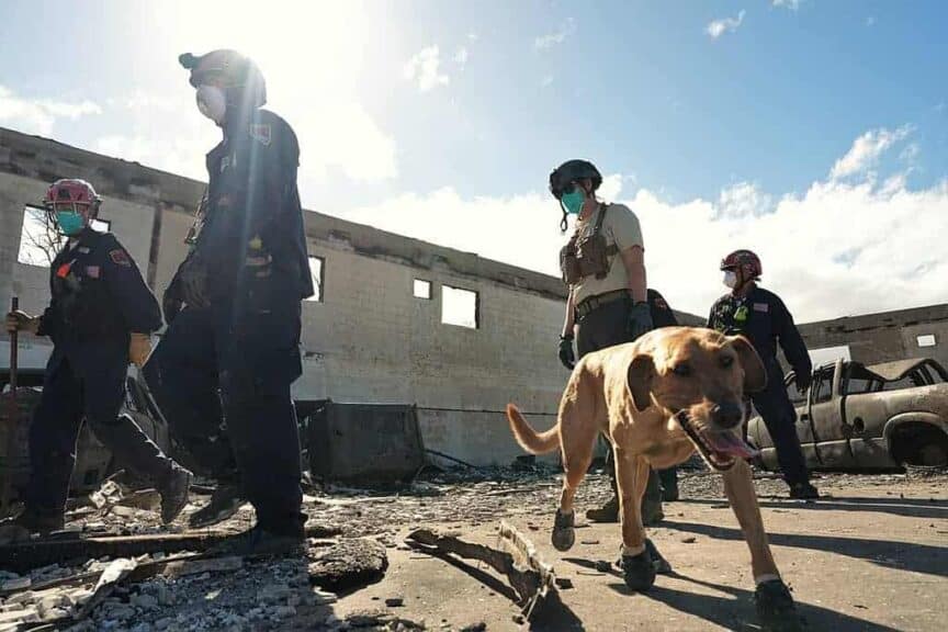 Fema search and rescue team after the wildfiresvin hawaii