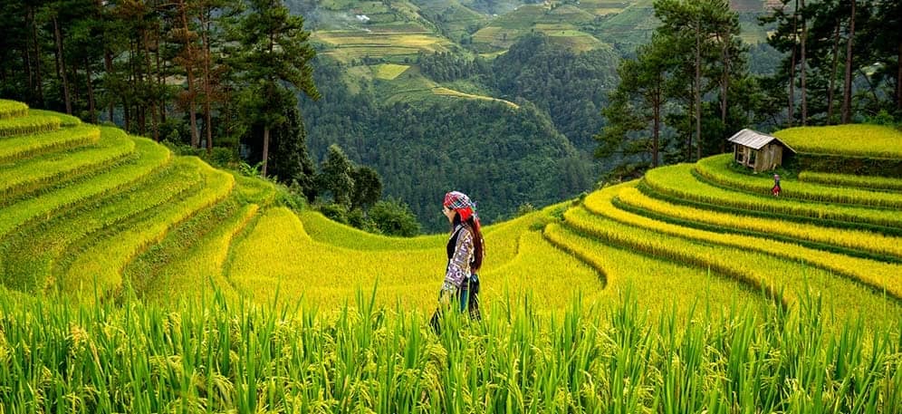 Arsenic in rice woman walking through a paddy rice field