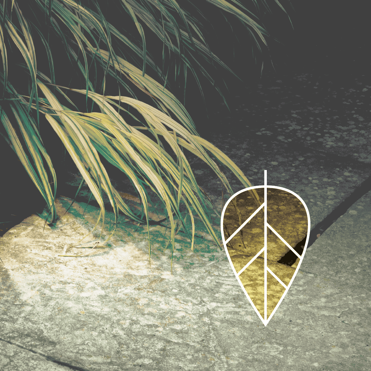 A leaf on a stone