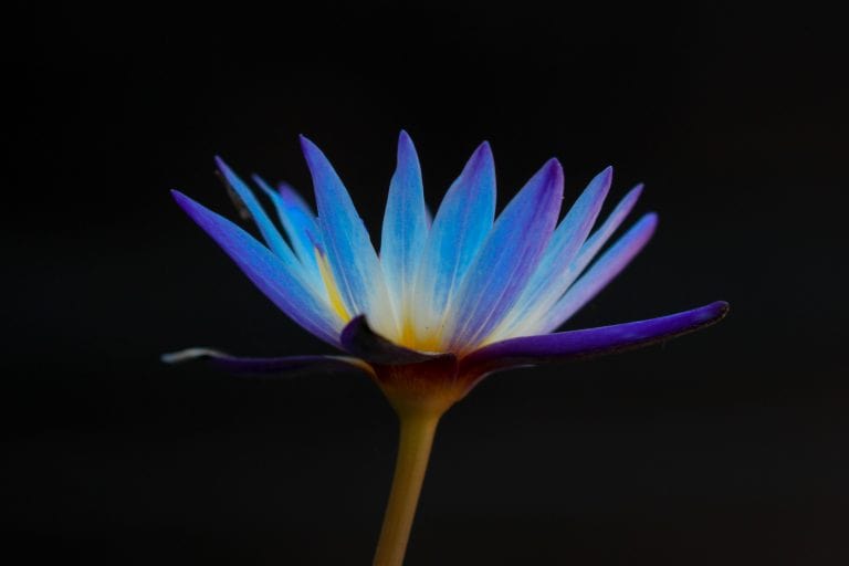 Image of Flower for Blog on Releasing Irritation