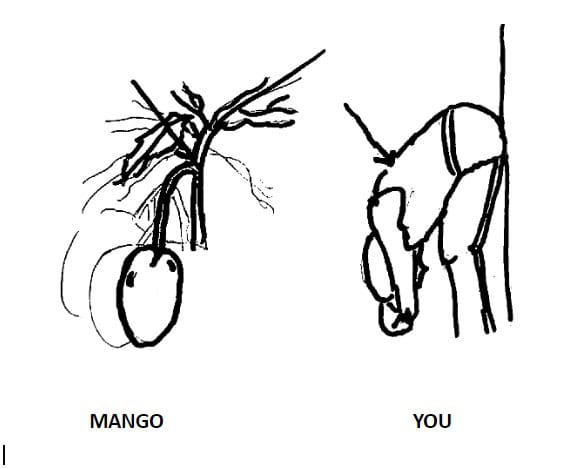 Image of a stretch imitating a mango