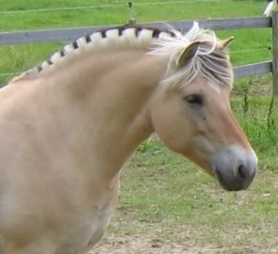 Norwegian fjord horse
