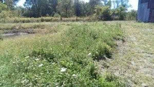 A swath of wildflowers between a pond and old barn.