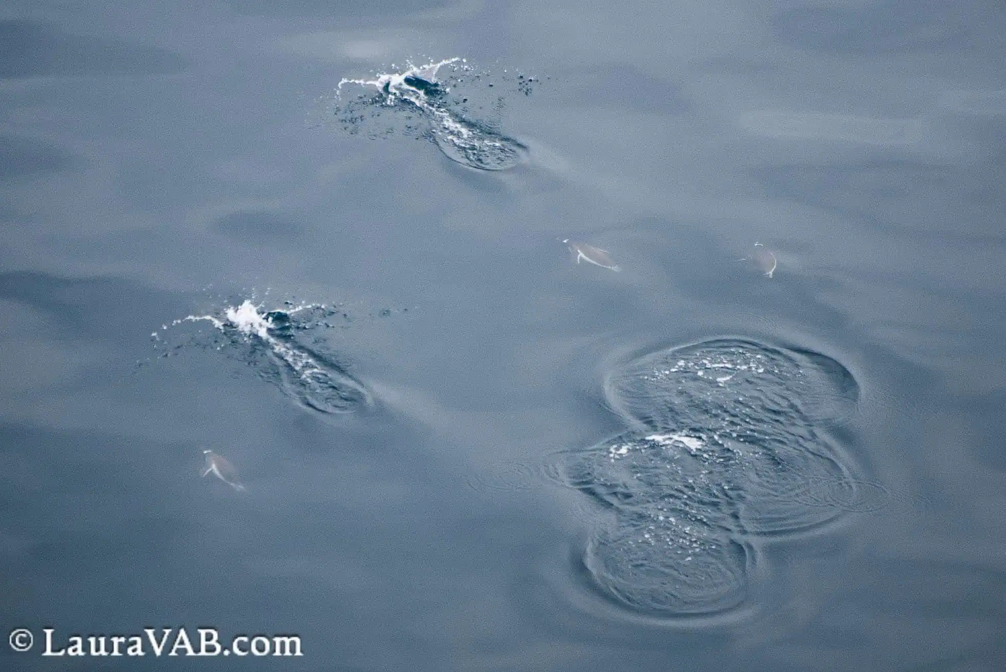 a raft of penguins porpoising alongside the ship