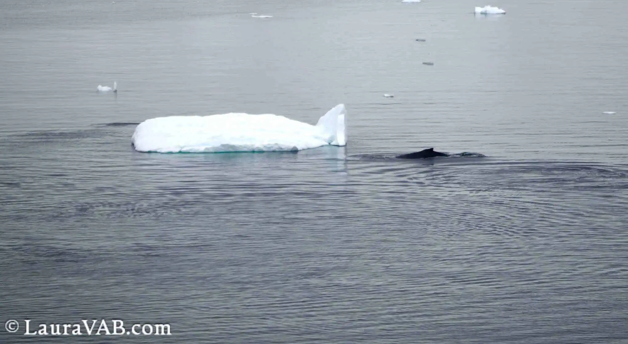 a whale beside an ice whale :)