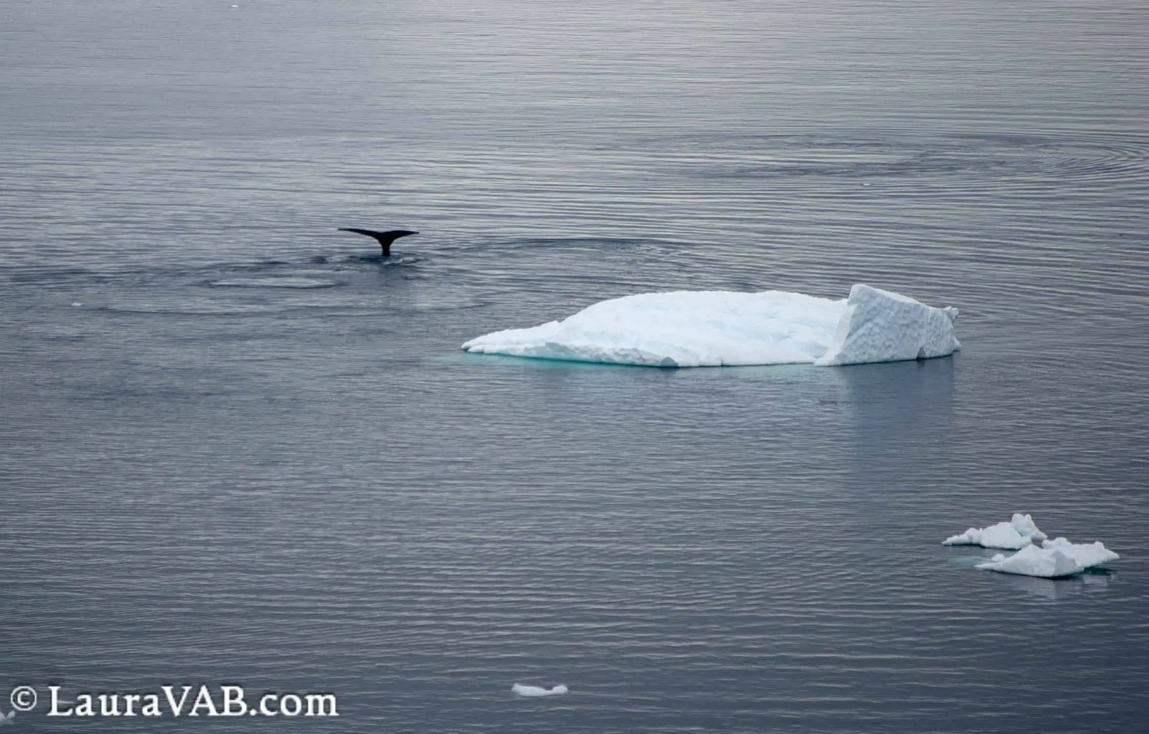 diving whale showing flukes