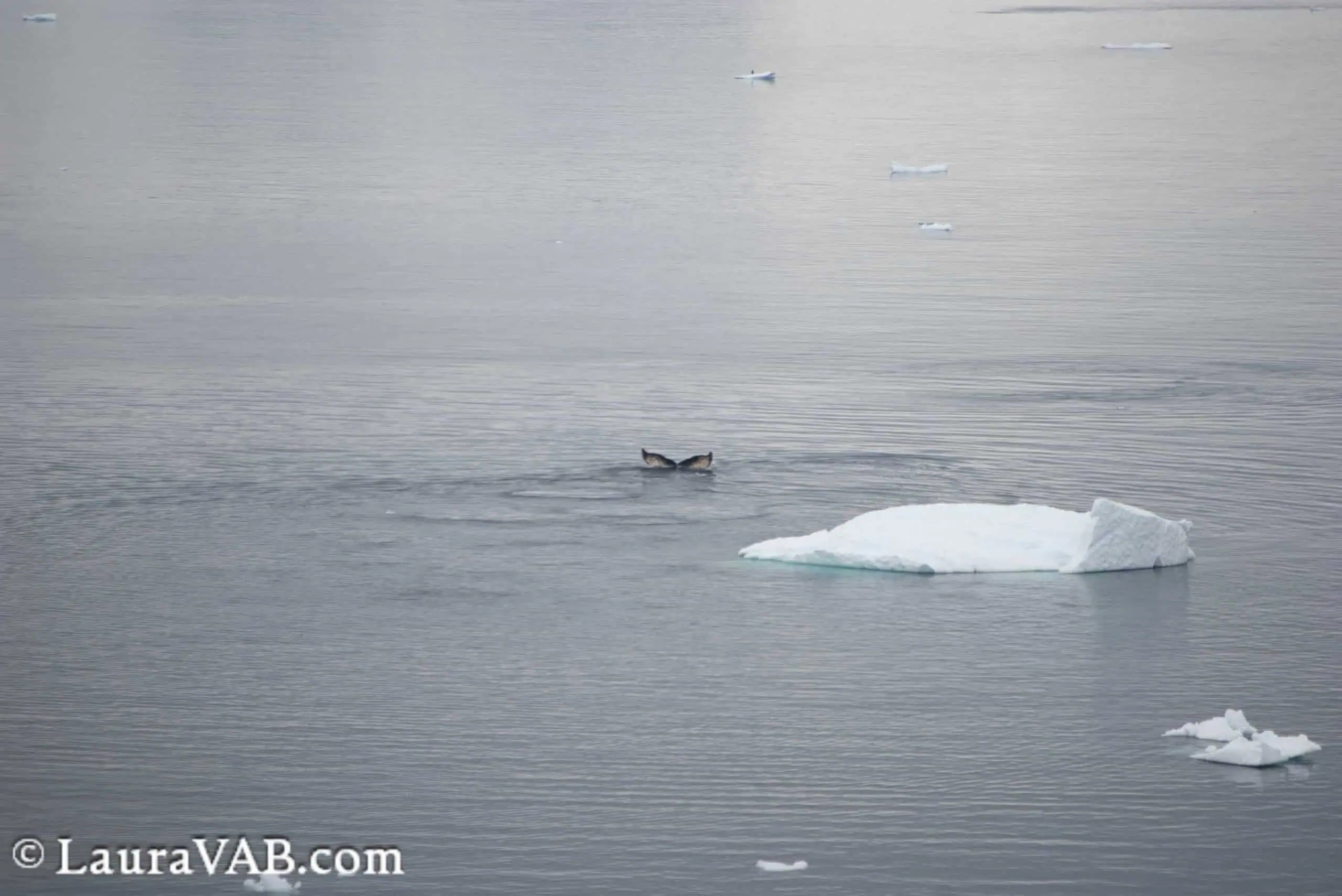diving whale showing flukes