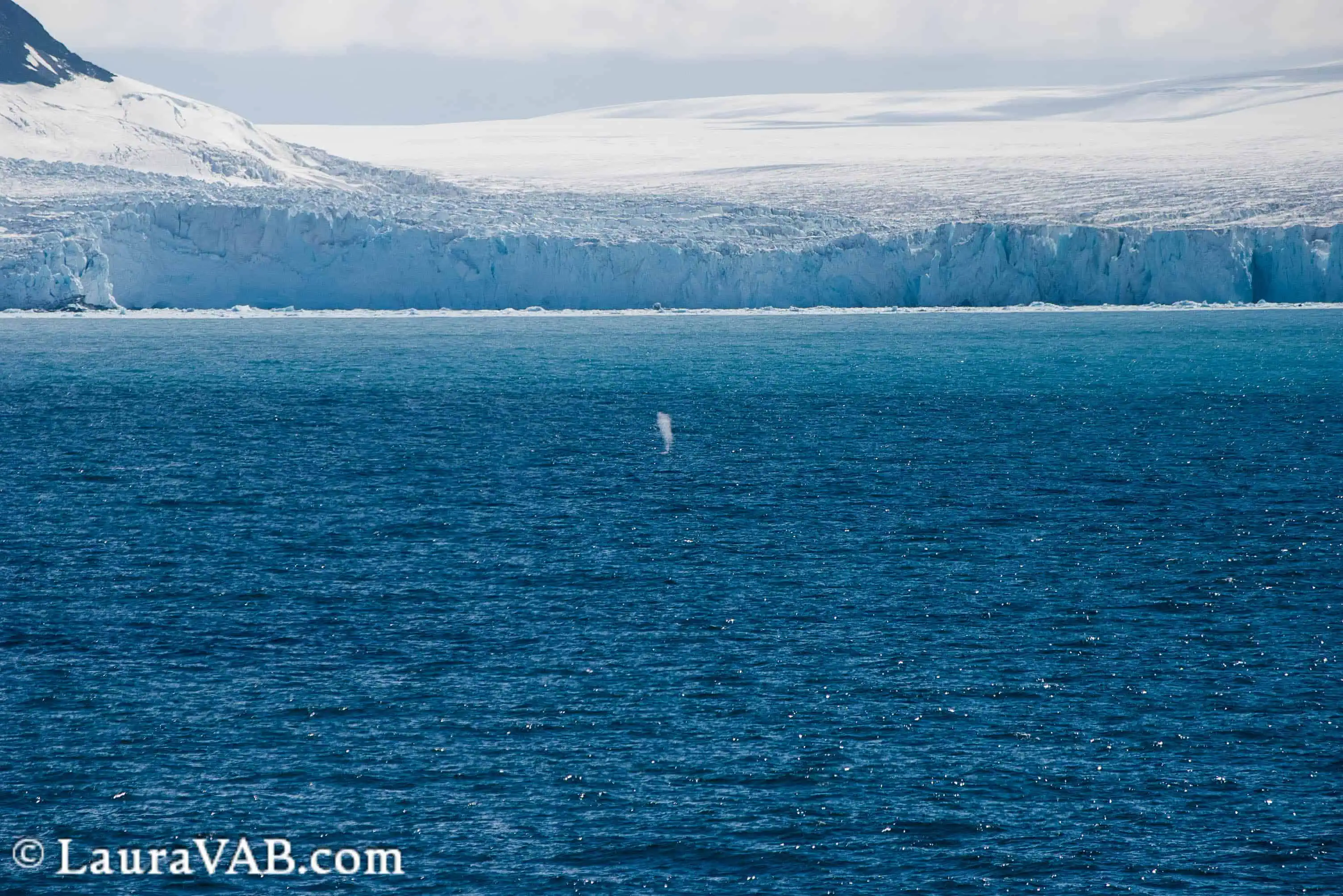 whale spout in front of Endurance Glacier, Elephant Island