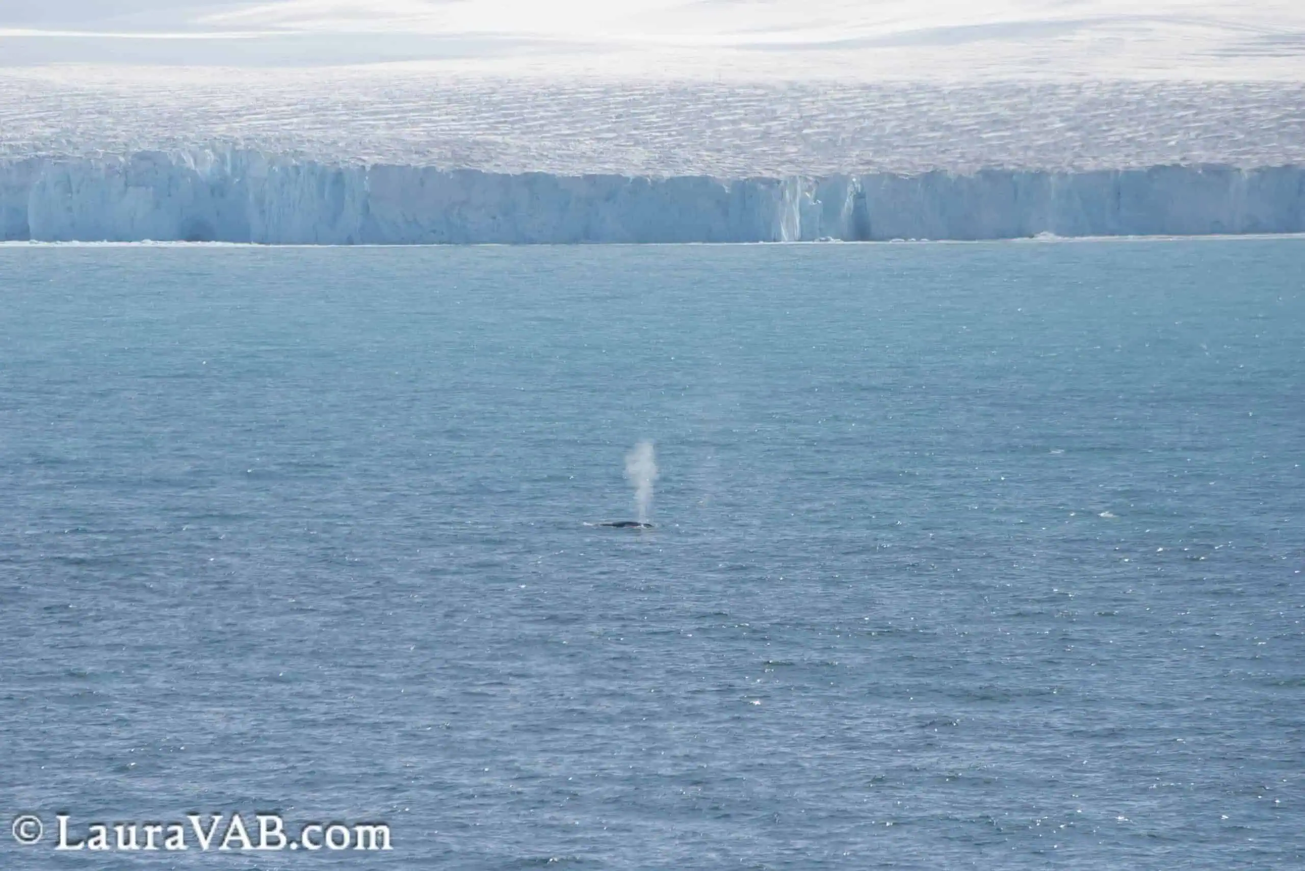 whale spout in front of Endurance Glacier, Elephant Island